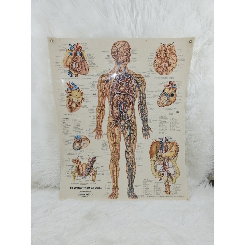 Vintage Vascular System Anatomical Chart Styrene Plastic 20x26 Unique